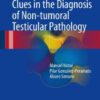 Clues in the Diagnosis of Non tumoral Testicular Pathology by Nistal